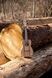 Укулеле Ortega Timber RFU11Z Concert Zebrawood (з чохлом) - фото 23